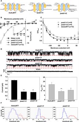 Multiple ALMT subunits combine to form functional anion channels: A case study for rice ALMT7